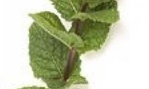 Чи можна виростити м'яту на балконі?