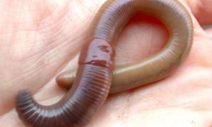 Томські вчені пропонують годувати росіян хробаками замість м’яса 