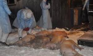 Африканська чума розходиться Україною