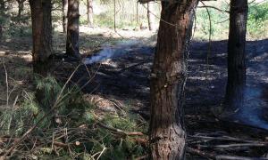 На Вінниччині горіло три гектари лісу