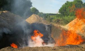 На Полтавщині досі не можуть ліквідувати епідемію африканської чуми свиней
