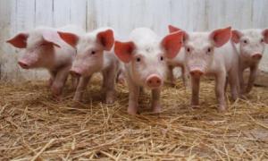 Білорусь заборонила ввезення української свинини через африканську чуму
