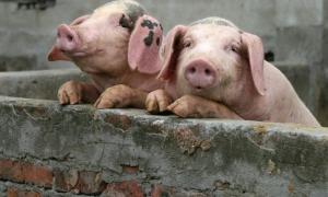 Україною шириться африканська чума свиней 