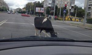 У Львові через корову на дорозі виник затор