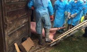 На Рівненщині знищують свиней через африканську чуму 