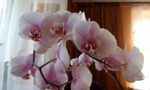 Рожищенська квітникарка розповіла, як правильно доглядати за орхідеями