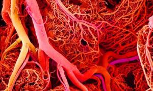 Кровоносні судини людини роздруковуватимуть на біопринтері