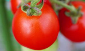 Створені ГМО-помідори, що уповільнюють старіння