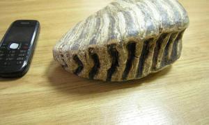 «Чорні копачі» відкопали двокілограмовий зуб мамонта біля Калінінграда