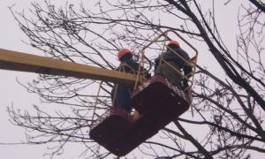 Львівські рятувальники не дозволили дереву зруйнувати приватний будинок 