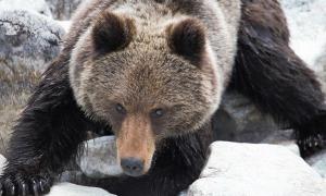 У Бурятії (РФ) голодні ведмеді-шатуни їдять один одного та нападають на туристів