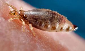 ЗМІ: На росіян масово нападають воші