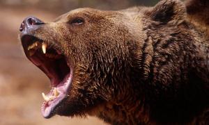 У російському Архангельську з цирку-шапіто втік ведмідь