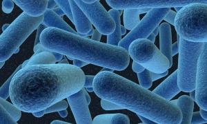 Кишкові бактерії здатні продукувати білки, що пригнічують апетит