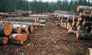 Російський чиновник брав хабарі дровами