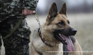 У Мукачевому на кордоні під час затримання двоє чоловіків стріляли у правоохоронців