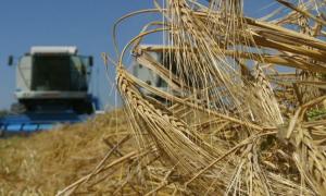 Обсяги сільськогосподарського виробництва скоротилися за 11 місяців на 4,7%