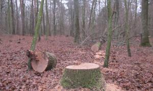 Зловмисники зрізали столітні дуби заказника «Лісова алея»