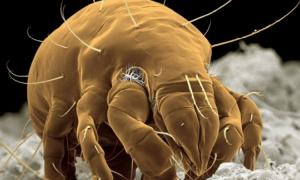 Російських школярів годували крупою з кліщами