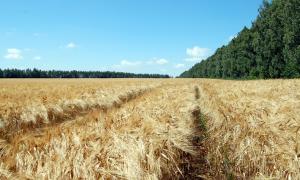 Аграрний сектор України забезпечив 37% валових надходжень від загального експорту