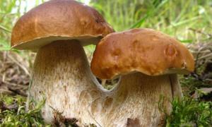 Керівництво Томської області РФ робитиме все можливе, щоб мешканці почали споживати гриби