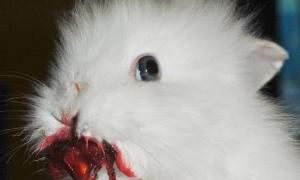 В Алтайському краї РФ домашній кролик напав на дитину