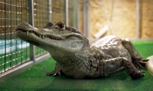 У Росії через 50-градусний мороз помер цирковий крокодил