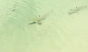 Поліна Гагаріна приручила акулу