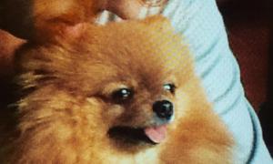 Шпіц Пугачової може стати найпопулярнішою собакою в Мережі