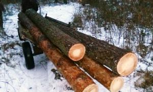 У Любешівському районі «на гарячому»попалися четверо крадіїв лісу