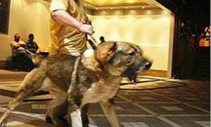 Помічник Кадирова пригрозив  журналістам і опозиціонерам вівчаркою