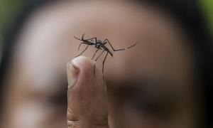 У Бразилії заявляють про епідемію вірусу Зіка

