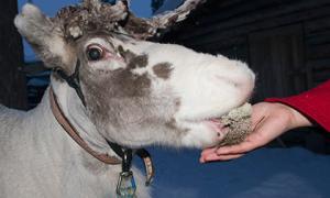 У естонському парку розваг загодували насмерть двох північних оленів