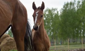 У Росії завідувачка дитбудинком пустила на ковбасу подарованого дітям коня