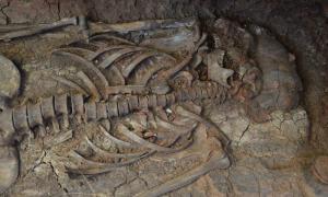 Археологи вперше виявили в гробниці середньовічного вершника протез