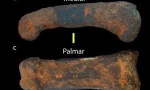 У ПАР виявлено сліди невідомого науці предка людини
