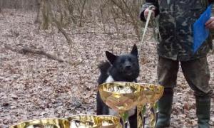 За титул польового чемпіона по підсадному кабану змагаються мисливські собаки трьох областей