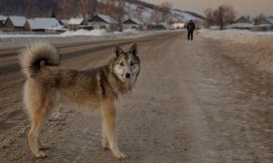 У Полтаві бездомна собака врятувала 20-річну дівчину