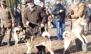 На Житомирщині відбулась IX Всеукраїнська зимова виставка мисливських лайок