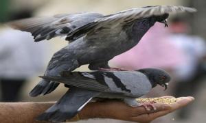 Підключені до Інтернету голуби стежитимуть за чистотою лондонського повітря
