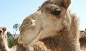Арабські вчені вперше клонували верблюда