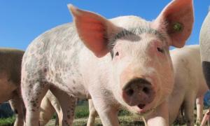 Ученим вдалося пересадити людині підшлункову залозу свині 
