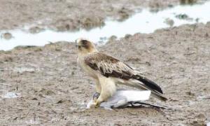 На багатоповерхівці в Ужгороді оселилися невідомі хижі птахи (відео)