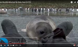 Мережу підкорює відео з морським слоненям, яке досліджує черевики лежачої на землі людини