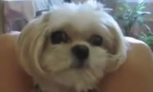 Мережу вразило відео з собакою, в якої відібрали обід