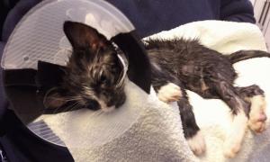 Німецькі ветеринари врятували життя кошеняті, яке ледь не померло через «жарт» із суперклеєм (фото)