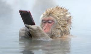 У Китаї мавпочка відібрала смартфон у туристки (відео)