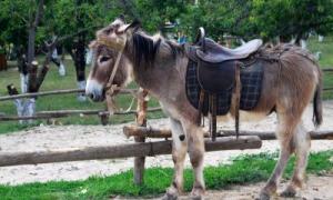 У Росії прогулянковий ослик відкусив палець однорічній дівчинці
