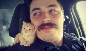 У США поліцейський взяв у напарники бездомне кошеня
