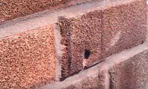 У Мережі з’явилося цікаве відео про те, як маленька бджола дістає цвях із стіни